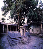 kanchipuram_tree